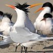 Elegant Tern
